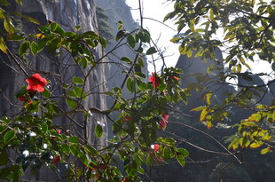 绿叶间绽放的艳丽红花