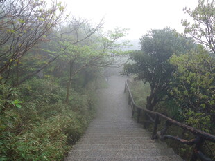 雾中栈道 隐于葱茏绿意中