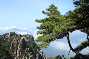 黄山奇松与峻岭美景
