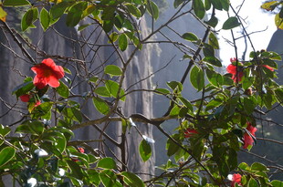 枝头绽放的艳丽红花朵