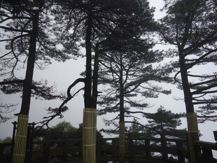 挺拔松树群 展现自然之美