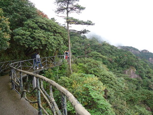 山间栈道漫步于绿意之中