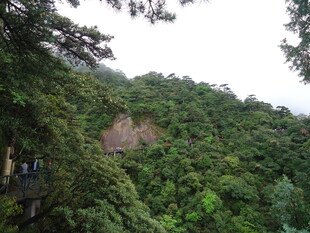 山林绿意盎然的自然景致