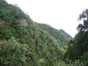 郁郁葱葱的山林景观