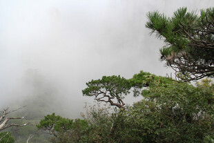 云雾缭绕中的葱郁山林