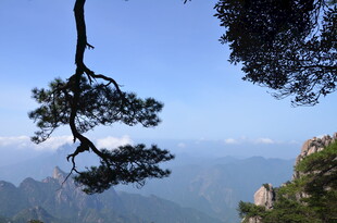 黄山孤枝悬于青山蓝天间