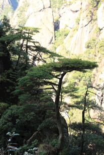 山林中的独特弯曲树木