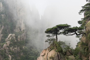 黄山奇峰间的孤松