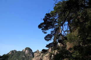 黄山奇峰与苍松景观