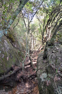 林间幽径 自然静谧之景