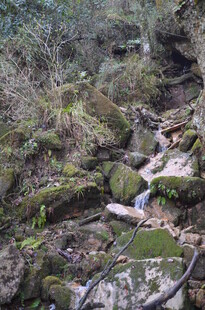 山间溪流 覆满青苔的石景