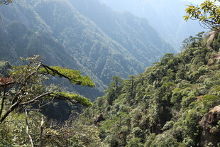 山峦叠翠的茂密山林景观