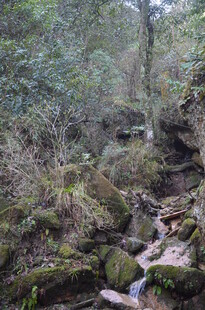 山林间潺潺溪流美景