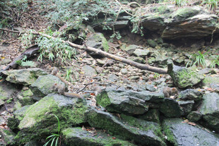 山间覆绿苔的嶙峋岩石