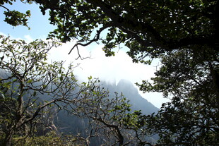 山林间透过枝叶的天光景色