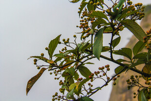 枝头绿叶间的小果实