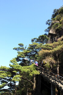 山间栈道旁的葱郁松树