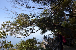 山间观景处的繁茂树木