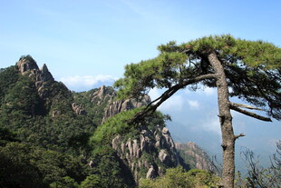 黄山奇松景观