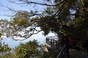 山间栈道旁的繁茂树木