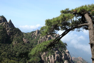 黄山奇松傲立壮美山峦