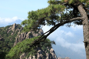 黄山奇松屹立于山峦间