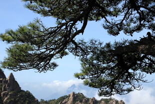 黄山松景 山峦云雾相伴