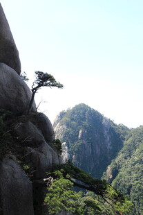 悬崖孤松伴青山