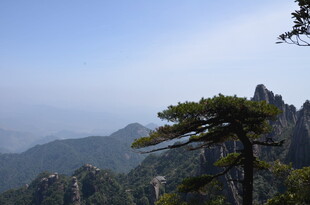 黄山奇峰上的孤松景观