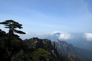 黄山奇峰上的孤松景观