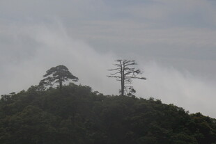 山巅孤树云雾缭绕