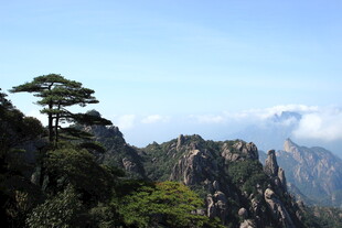 黄山奇峰上的挺拔松树