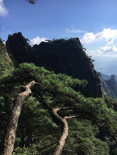 山间蜿蜒松枝伴峻岭