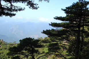 山间松景 远眺秀丽风光