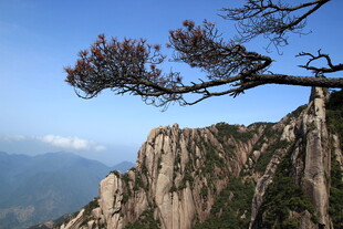 黄山奇峰上的苍松美景