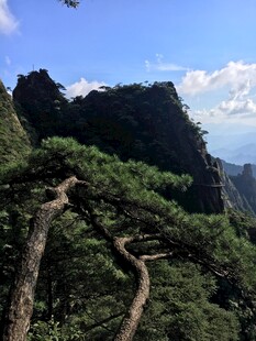 峻岭青松间的壮美山色