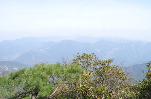 山巅松景 远眺连绵山峦