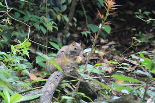 林间松鼠藏身繁茂草木间