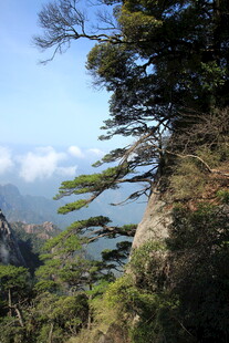 山间松景 云海蓝天相映