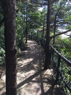 林间漫步小道 静谧自然景