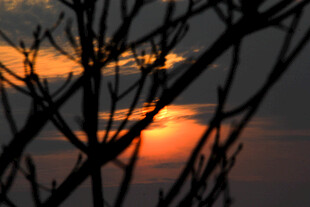 夕阳下的树枝剪影