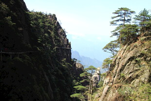 巍峨山间挺拔松树景观