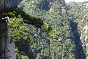 悬崖边的翠绿松树