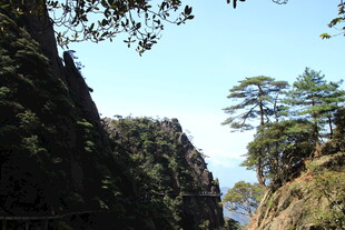 山间峭壁旁的葱郁树木