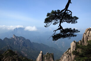 黄山奇松伴壮丽山峦