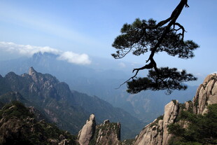 黄山奇峰上的苍松景致
