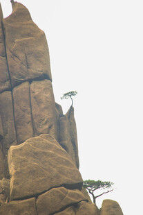 奇幻岩石景观中的孤树