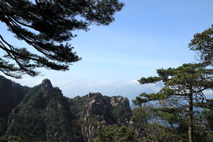 黄山奇峰间的苍松美景