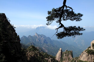 黄山奇峰上的苍松