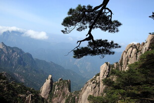 黄山奇峰上的苍松美景